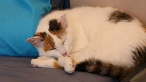 A beautiful tri-colored cat is sleeping soundly on the bed Stock Footage 287110434