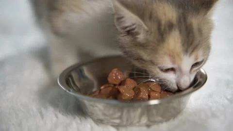 A beautiful tricolor kitten eats pieces of meat in jelly from a metal bowl Stock Footage 160655157