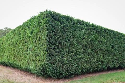 Beautiful trimmed angular green hedge Foto stock