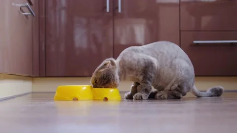 A beautiful trimmed cat is sitting in the kitchen. Stock Footage 157941579