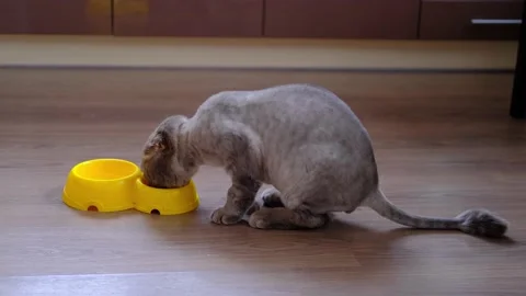 A beautiful trimmed cat is sitting in the kitchen. Stock Footage 157941586