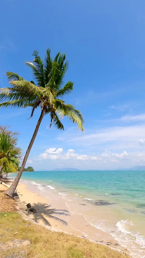Beautiful Tropical beach with Palm tree and clear sea with clouds in background Stock Footage 327782182