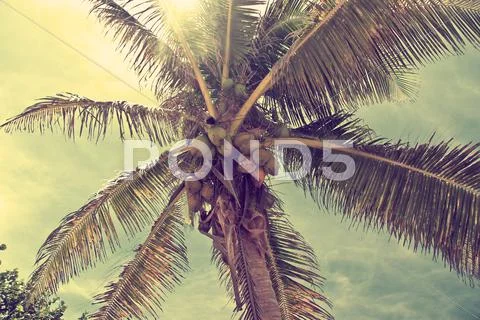 Beautiful Tropical Beach With Palm Trees Retro