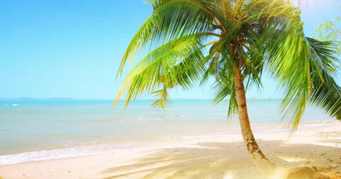 Beautiful tropical coast paradise with sand beach, palm tree and vivid blue sky Stock Footage