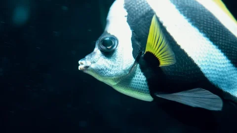 Beautiful tropical fish with black and yellow stripes swims in the ocean. Stock Footage