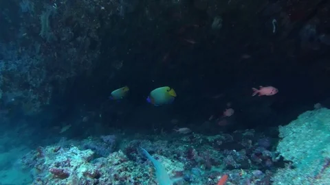 Beautiful tropical fish floating in a cave Stock Footage