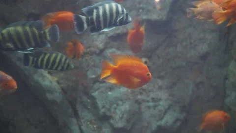 Beautiful tropical fish Stock Footage 162570096