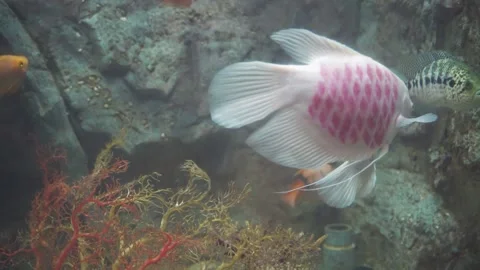 Beautiful tropical fish Stock Footage 162571053