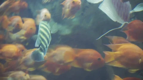 Beautiful tropical fish Stock Footage 162571668