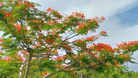 Beautiful tropical flame tree red flowers Flamboyant Delonix Regia Mexico. Stock Footage 278237639