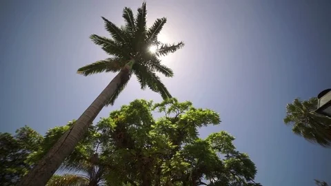 Beautiful tropical palm trees with sunlight Stock Footage 73279727