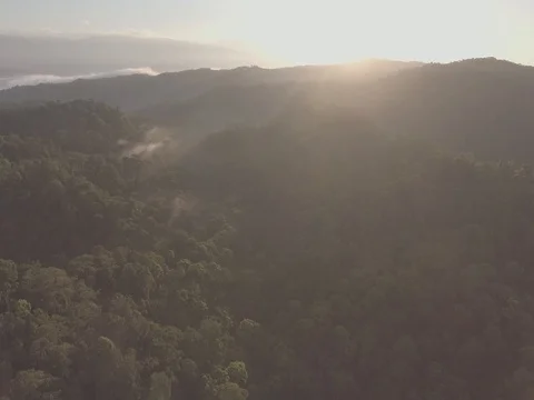 Beautiful Tropical Rain Forest Stock Footage 80495849
