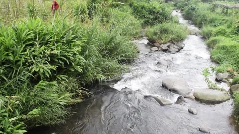 Beautiful tropical river stream Stock Footage 151162331