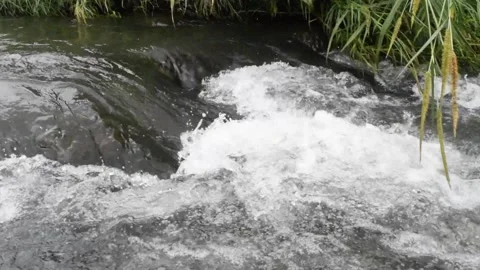 Beautiful tropical river stream Stock Footage 151162466