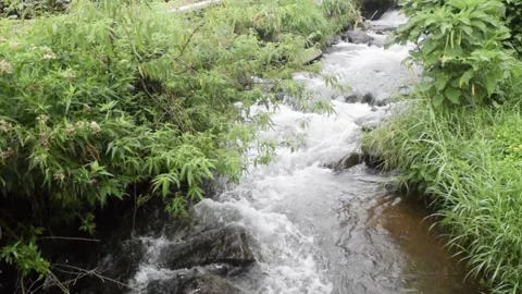 Beautiful tropical river stream Stock Footage 151188336