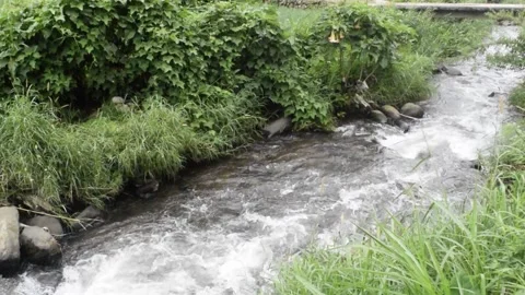 Beautiful tropical river stream Stock Footage 151188342