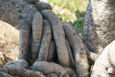 Beautiful tropical root of a tree Stock Photos
