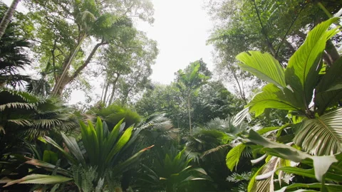 Beautiful tropical vegetation with large rainforest leaves in Singapore Botanic 库存影片 344527295