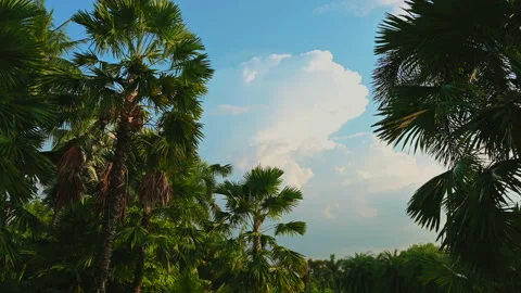 Beautiful tropical view of palm tree against the blue sky and white cloud. Stock-Footage 154564010