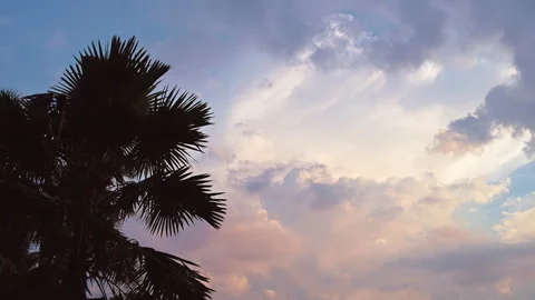 Beautiful tropical view of palm tree against the dramatic sky. Stock-Footage 154564997