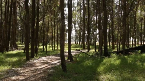 Beautiful Tuart forest bathed in sunlight Stock Footage 58906753