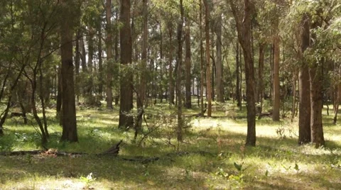 Beautiful Tuart forest bathed in sunlight Stock Footage 58906824