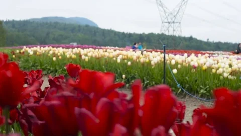 Beautiful tulip field in mountains 库存影片 82439357