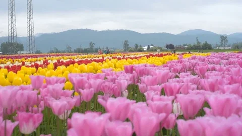 Beautiful tulip field in mountains Vidéo 82440110