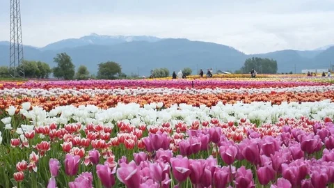 Beautiful tulip field in mountains Vidéo 82441233
