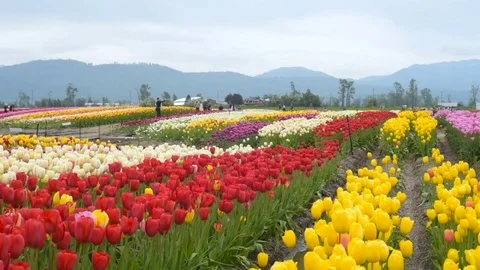 Beautiful tulip field in mountains 库存影片 82441453