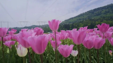 Beautiful tulip field in mountains Vidéo 82732071