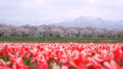 Beautiful Tulip fields with Sakura trees and snow mountain background Video stock 91196885
