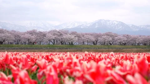 Beautiful Tulip fields with Sakura trees and snow mountain background Video stock 91196918