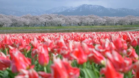 Beautiful Tulip fields with Sakura trees and snow mountain background Video stock 91196923