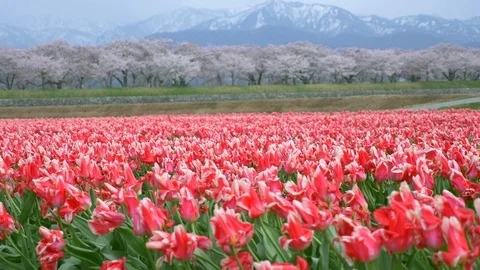 Beautiful Tulip fields with Sakura trees and snow mountain background Stock Footage 91197004