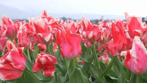 Beautiful Tulip fields with Sakura trees and snow mountain background Video stock 91200126