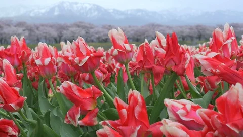 Beautiful Tulip fields with Sakura trees and snow mountain background Video stock 91200128