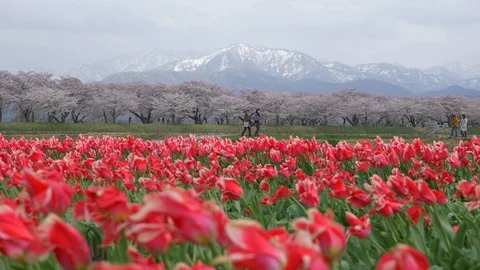Beautiful Tulip fields with Sakura trees and snow mountain background Stock Footage 91200247