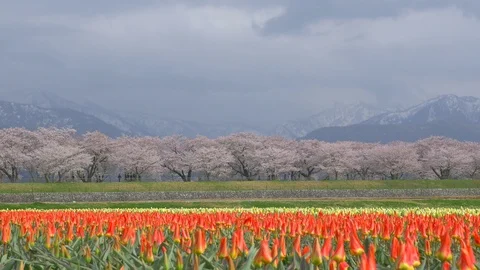 Beautiful Tulip fields with Sakura trees and snow mountain background Video stock 91200334