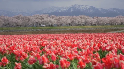 Beautiful Tulip fields with Sakura trees and snow mountain background Stock Footage 91200453