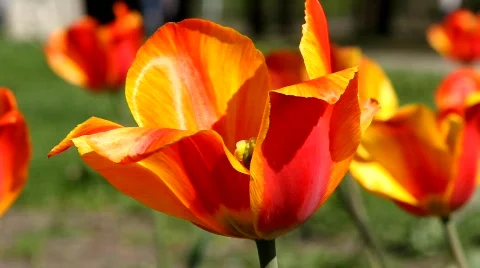 Beautiful tulip Video stock 702974