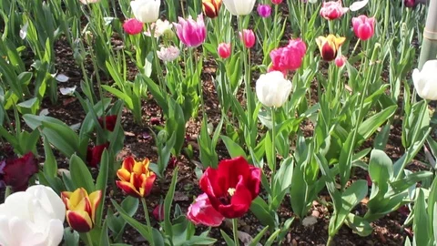 Beautiful Tulip Stock Footage 116413243