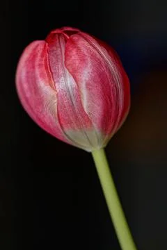 Beautiful Tulip Head. Stock Photos