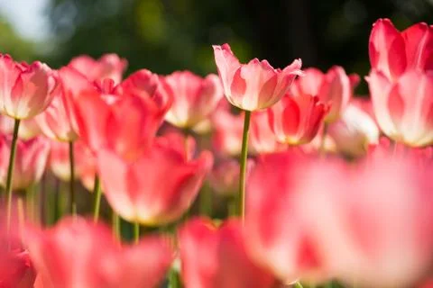 Beautiful tulip Stock Photos