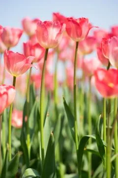 Beautiful tulip Stock Photos