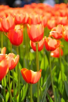 Beautiful tulip Stock Photos
