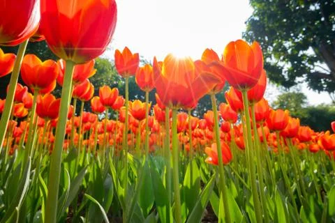 Beautiful tulip Stock Photos