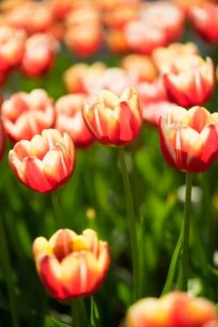Beautiful tulip Stock Photos