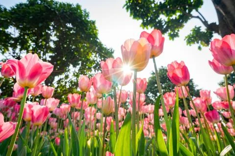 Beautiful tulip Stock Photos