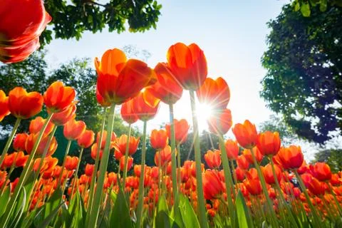 Beautiful tulip Stock Photos